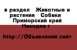  в раздел : Животные и растения » Собаки . Приморский край,Находка г.